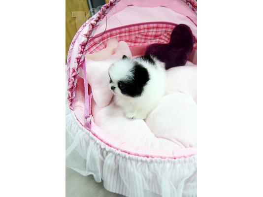 PoulaTo: Pomeranian κουτάβια - Ready 60Euro